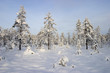 winter forest