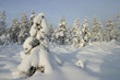 winter forest