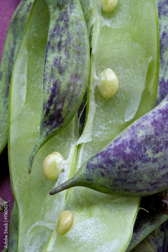 Photo: big green bean-pods big green bean-pods