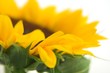 sunflower petals and leaves