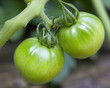 fuzzy green tomotoes on the vine