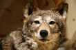 wolf, a close up wolf, a close up