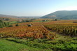 paysage de vigne paysage de vigne