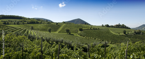 Foto: italian vineyards panorama italian vineyards panorama