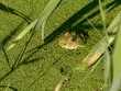 in its marsh