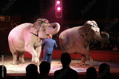 Photo: elephants elephants