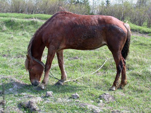 Foto: horse horse