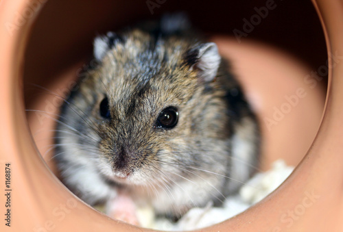 Photo: hamster hamster