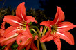 red hibiscuses