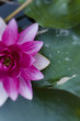 flower on pond