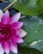 soft focus flower