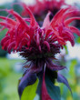 exotic red flower