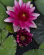 two flowers on pond
