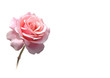 rose freigestellt in rosa