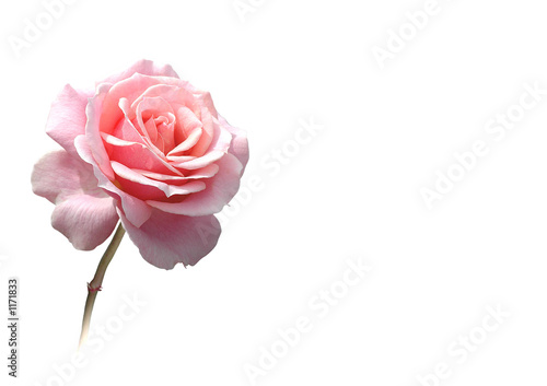 Foto: rose freigestellt in rosa rose freigestellt in rosa