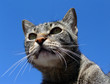 curious eyes 2