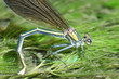 libellule1