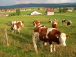 vaches