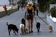 walking the dogs