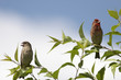 male and female of scarlet grosbeak (carpodacus er