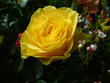 yellow rose