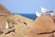 mouettes