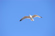 mouette en vol