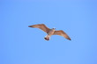mouette sur ciel bleu