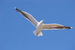 sea-gull in the blue