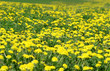 field of dreams