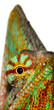 caméléon