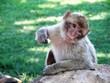 jeune macaque de barbarie