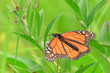 beautiful monarch butterfly