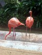 flamant rose