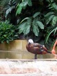 canard