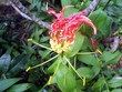 fleur de hong kong