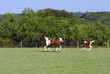 mare and foal running