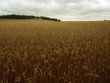 salingers' rye salingers' rye