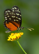 butterfly butterfly
