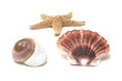 shells and starfish