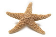starfish isolated