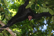singe araignée