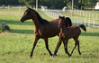Photo: mare and foal mare and foal