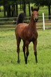 Photo: sassy filly sassy filly