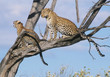 leopards