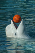 white whale playing basketball