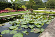 water lily pond
