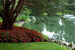 tree and pond