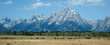 bisons in the grand tetons