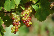 grappes de raisins